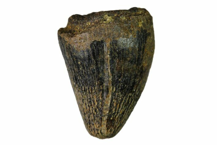 Cretaceous Fossil Alligatoroid (Brachychampsa) Tooth - Wyoming #148835